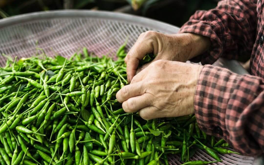 Safe Handling of Hot Peppers and the Capsaicin MSDS