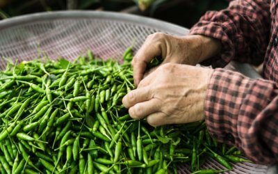 Safe Handling of Hot Peppers and the Capsaicin MSDS